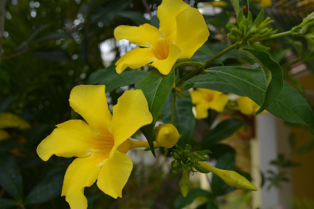 La Perla Holiday Apartments Pereybere Beach エクステリア 写真